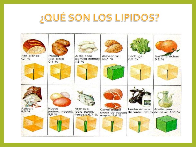 Tema 3 1 Qué son los lípidos